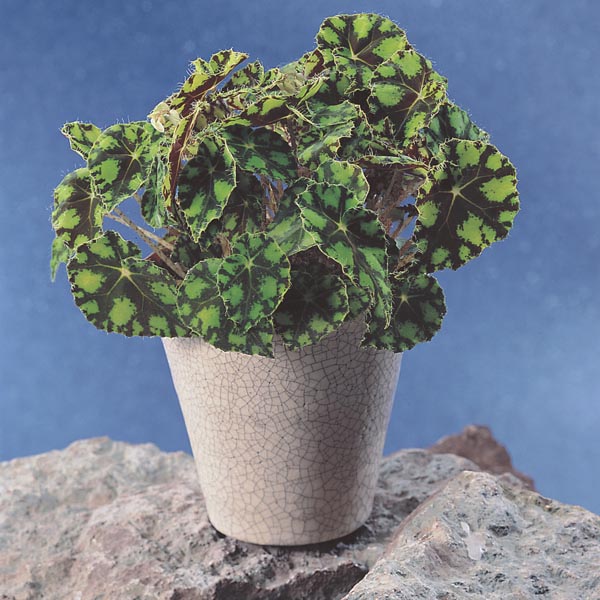 Rhizomatous Begonia (Begonia x hybrida) My Garden Life