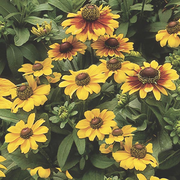 Gloriosa Daisy Annual (Rudbeckia hirta) My Garden Life