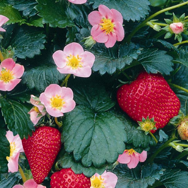 Strawberry 'Pikan' (Fragaria Hybrid) My Garden Life