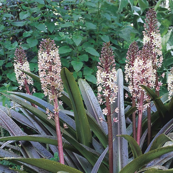 Pineapple Lily comosa) My Garden Life