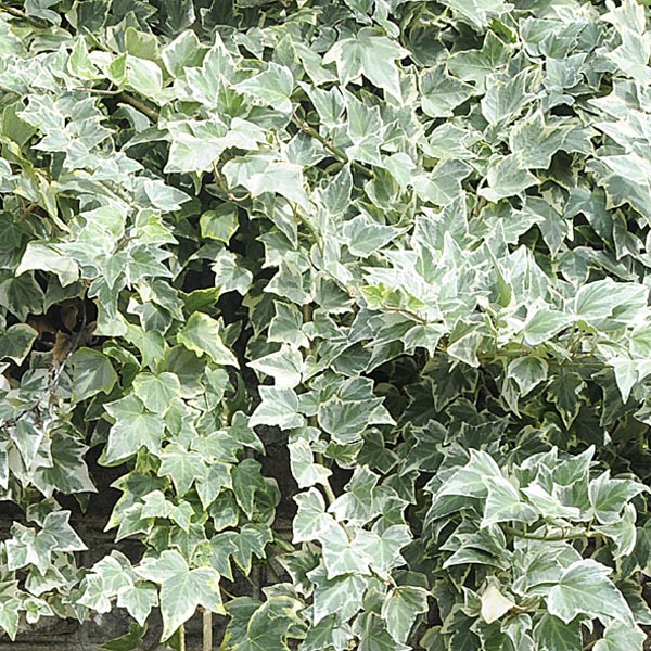 English Ivy ‘Eva’ (Hedera helix) | My Garden Life