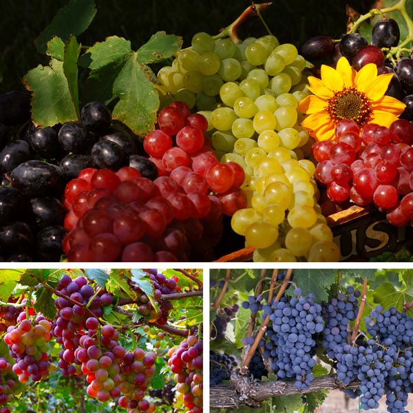 Grape, Fox Grape, Concord Grape (Vitis labrusca) My Garden Life