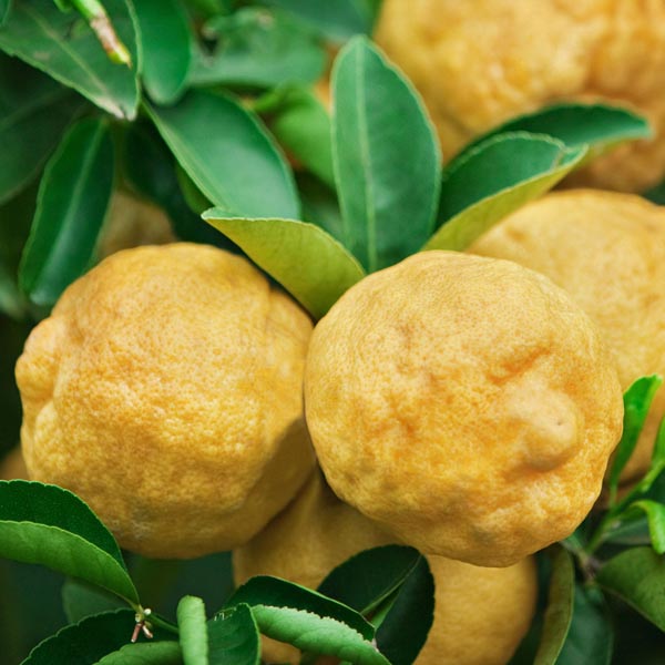 Ponderosa Lemon 'Ponderosa' (Citrus pyriformis) My Garden Life