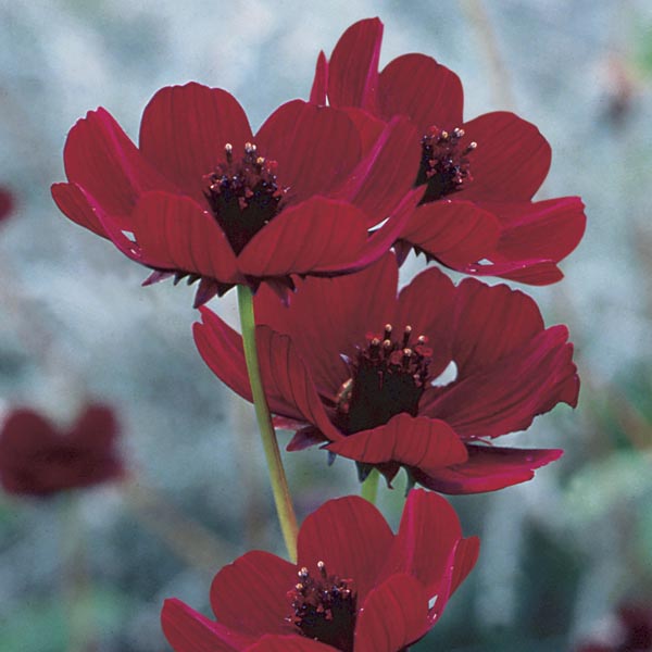 Chocolate Cosmos (Cosmos atrosanguineus) My Garden Life
