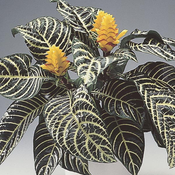 aphelandra zebra plant care