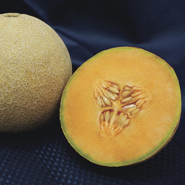 Muskmelon, Cantaloupe 'Lilliput' (Cucumis melo) My Garden Life