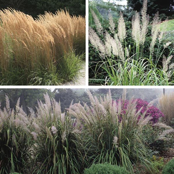 Feather Reed Grass (Calamagrostis species) My Garden Life