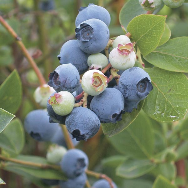 Rabbiteye Blueberry 'Powder Blue' (Vaccinium ashei) My Garden Life