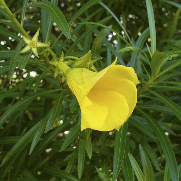Yellow Oleander (Thevetia peruviana) My Garden Life