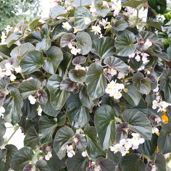 Begonia Ikon Begonia Hybrid My Garden Life