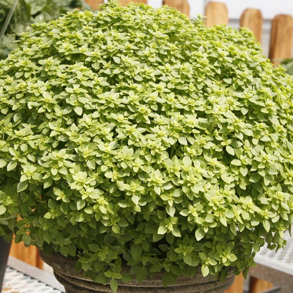 Basil 'Aristotle' (Ocimum basilicum) My Garden Life