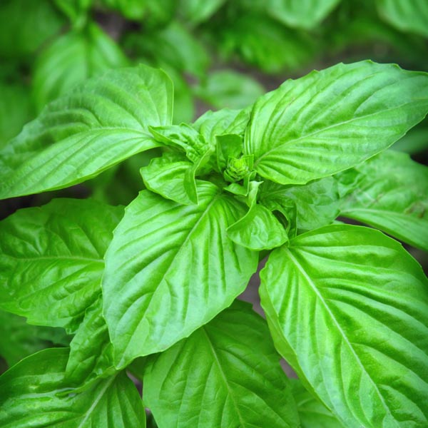Basil 'Super Sweet Genovese Compact' (Ocimum basilicum) My Garden Life