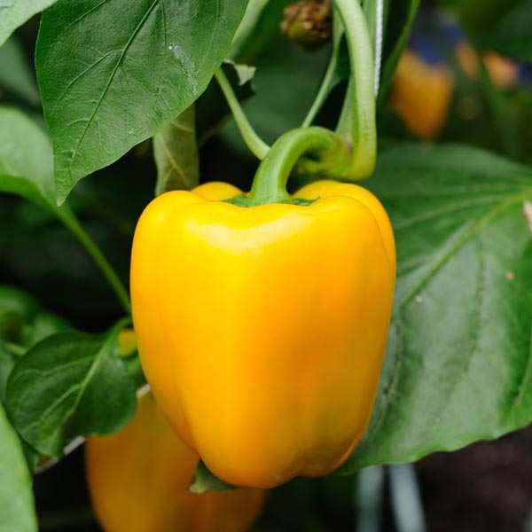 Bell Pepper 'Yellow Belle' (Capsicum annuum) My Garden Life