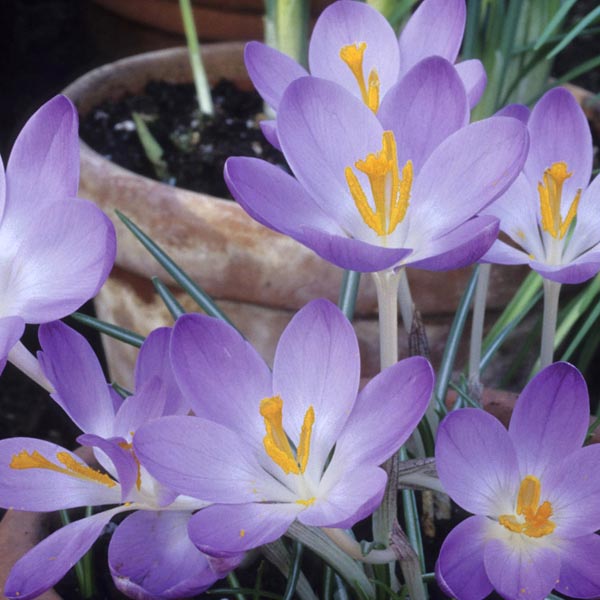Crocus Indoors (Crocus hybrid) My Garden Life