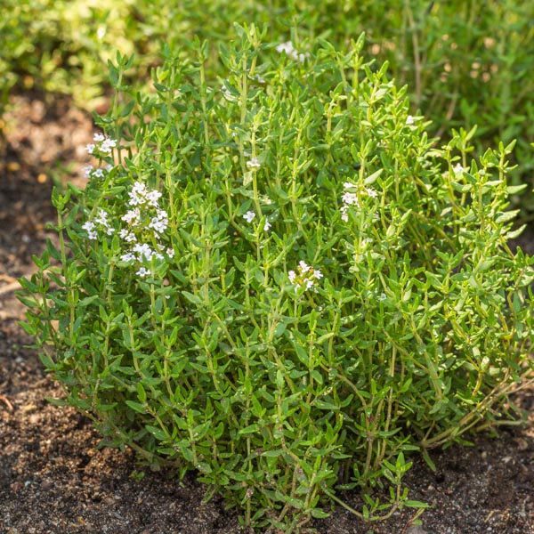 French Thyme (Thymus vulgaris) My Garden Life