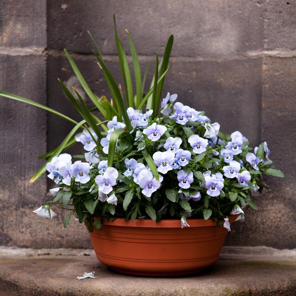 Annual Combination Planter Spring Viola Bowl (Viola cornuta) My