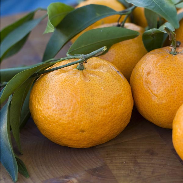 Satsuma Orange 'Brown's Select' (Citrus reticulata) My Garden Life