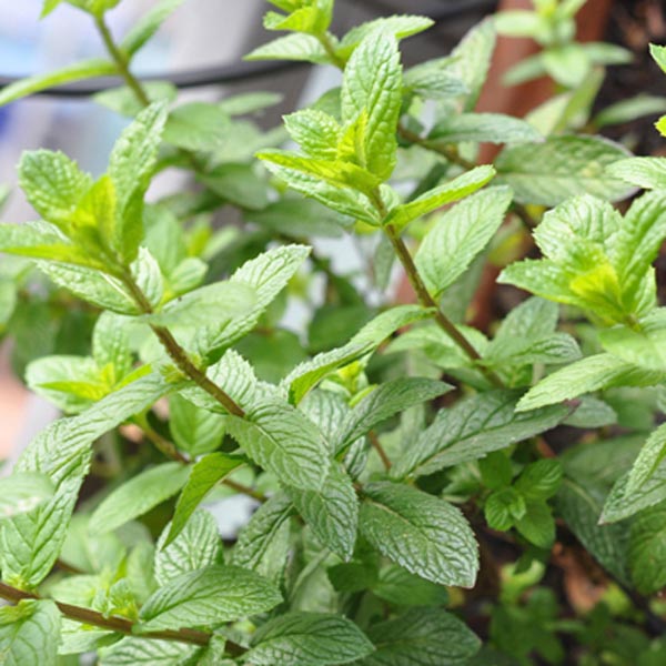 Mint 'Julep' (Mentha spicata) My Garden Life