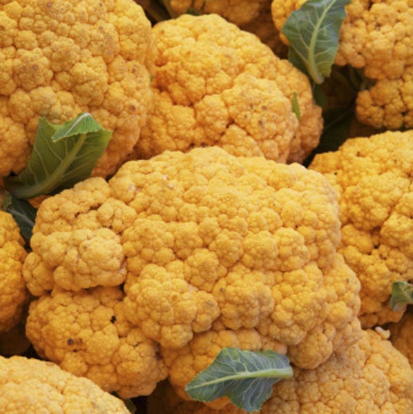 Orange Cauliflower 'Cheddar' (Brassica oleracea) My Garden Life