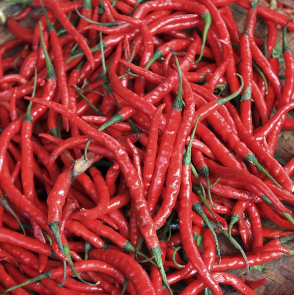 Chili Pepper 'Bird's Beak' (Capsicum annuum) My Garden Life