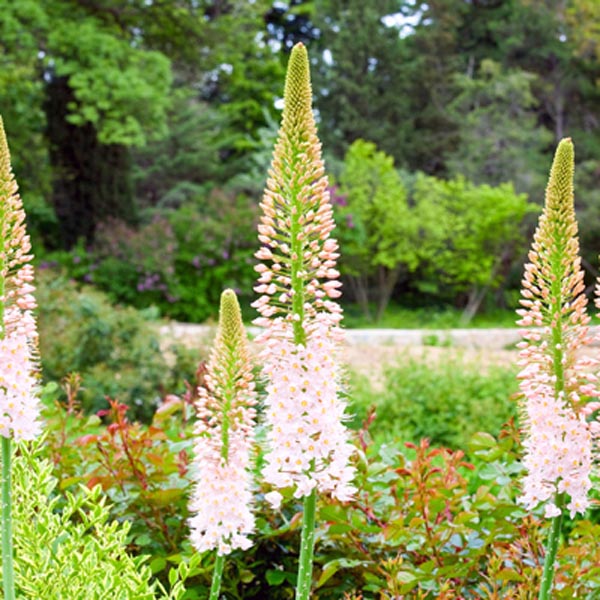 Foxtail Lily (Eremurus stenophyllus) My Garden Life