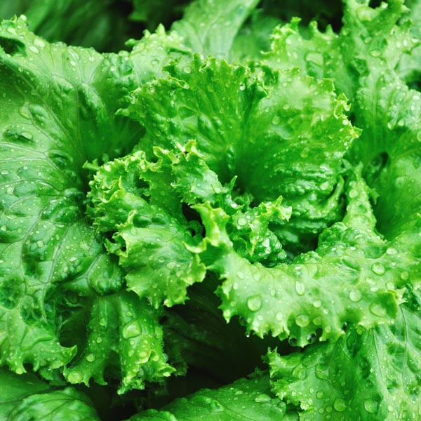 Leaf Lettuce 'Black Seeded Simpson' (Lactuca sativa) My Garden Life