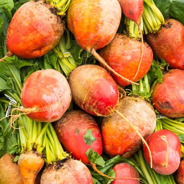 Golden Beet 'Touchstone Gold' (Beta vulgaris) My Garden Life