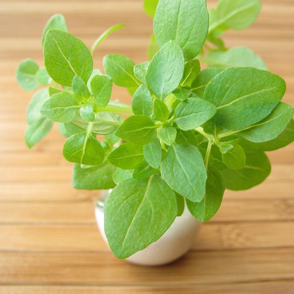 Basil 'Cuban' (Ocimum basilicum) My Garden Life