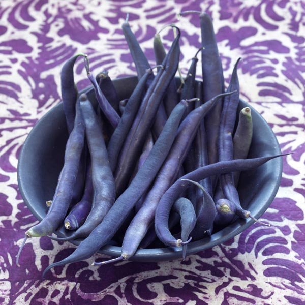 Purple Bush Beans 'Royalty Purple' (Phaseolus vulgaris) My Garden Life