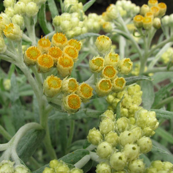 Strawflower, Common Everlasting (Chrysocephalum apiculatum) My Garden