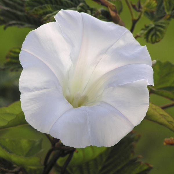 Moonflower, Moon Vine (Ipomoea alba) My Garden Life