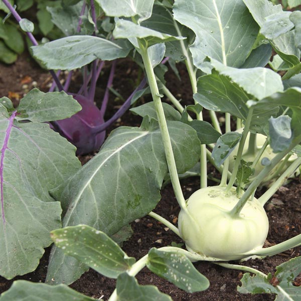 Kohlrabi (Brassica hybrid) My Garden Life