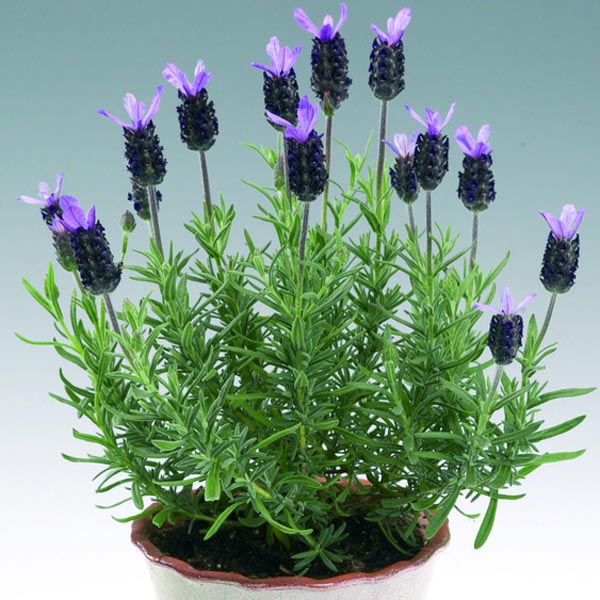 Lavender Indoors (Lavandula species) My Garden Life