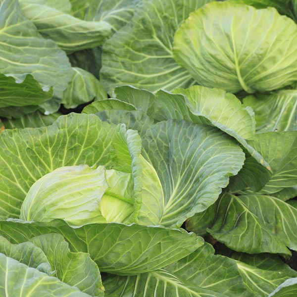 Cabbage 'Early Flat Dutch' (Brassica oleracea) My Garden Life
