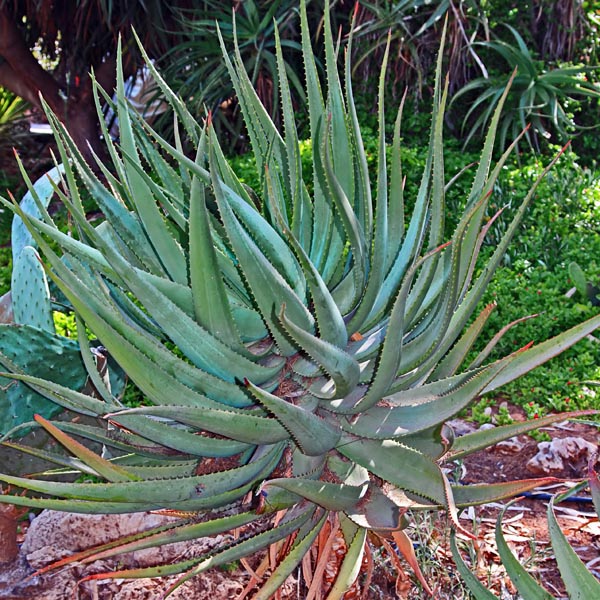 Aloe Shrub (Aloe vera) My Garden Life