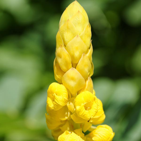 Candle Plant (Cassia alata) My Garden Life