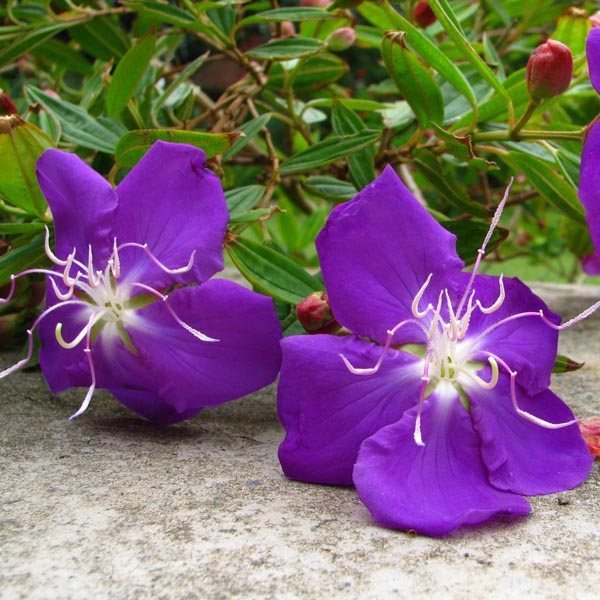 Princess Flower (Tibouchina urvilleana) My Garden Life