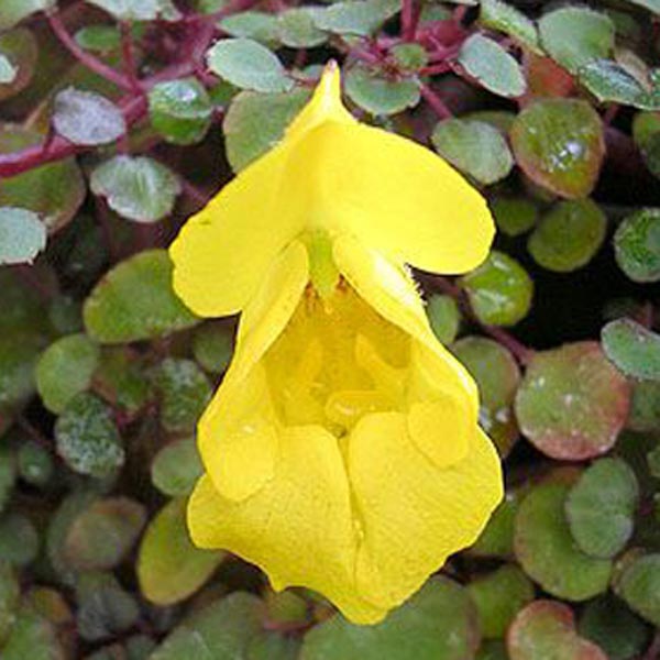 Yellow Impatiens (Impatiens repens) My Garden Life