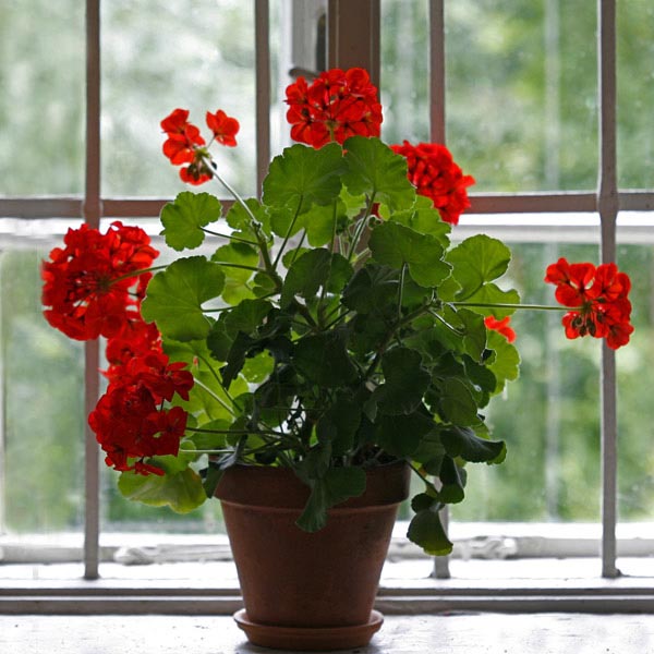 Image result for pelargonium indoors