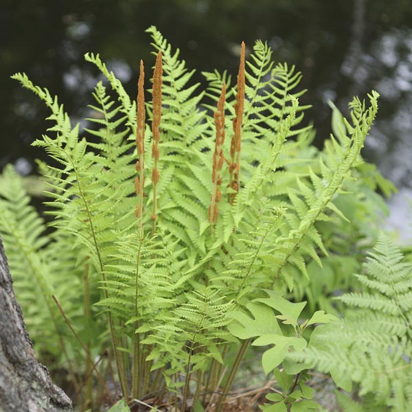 Cinnamon Fern (Osmunda cinnamomea) My Garden Life