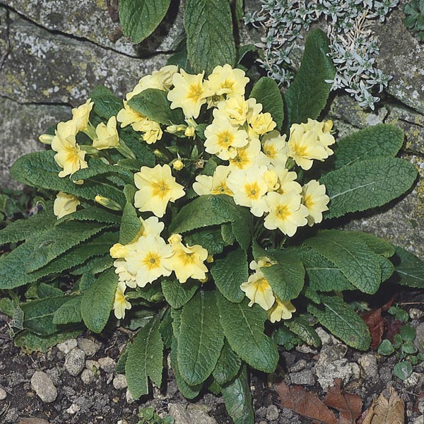 Wild Primrose (Primula vulgaris) My Garden Life