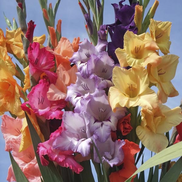 Gladiolus (Gladiolus hybrid) My Garden Life