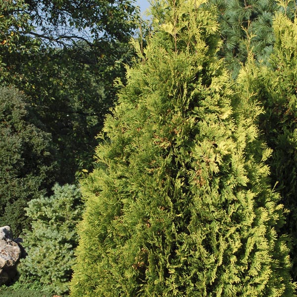 Pyramidal Cedar 'Yellow Ribbon' (Thuja occidentalis) My Garden Life