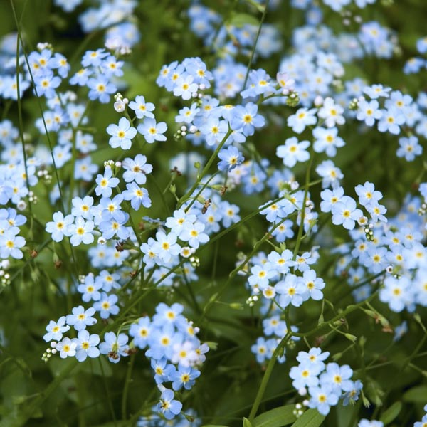 Water (Myosotis scorpioides) My Garden Life