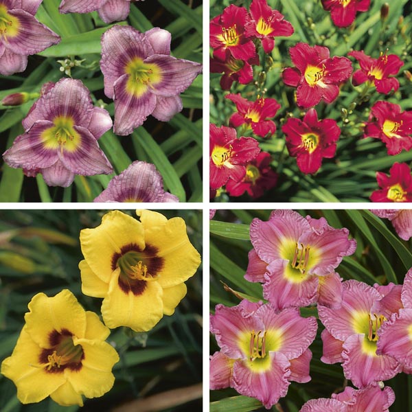 Dwarf Daylily (Hemerocallis hybrid) My Garden Life