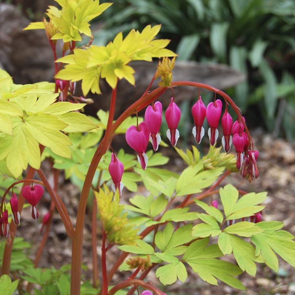 OldFashioned Bleeding Heart, Lyre Flower �Gold Heart