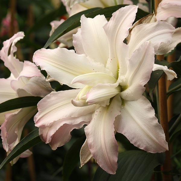 Double Oriental Lily (Lilium hybrid) My Garden Life