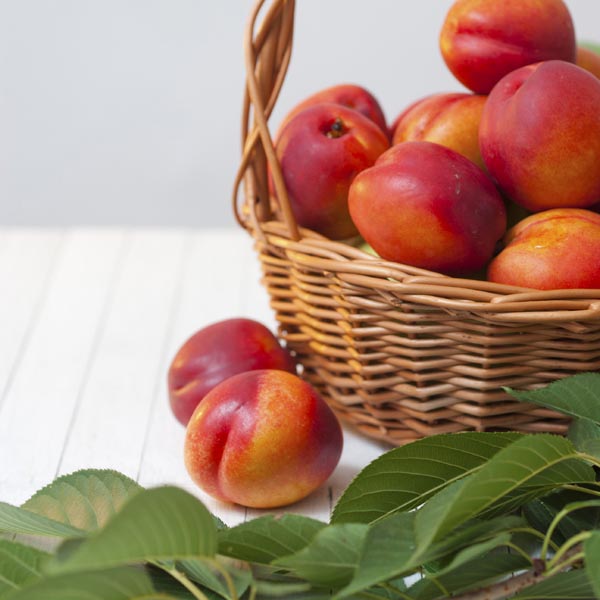 Nectarine 'Red Gold' (Prunus persica var. nucipersica) My Garden Life