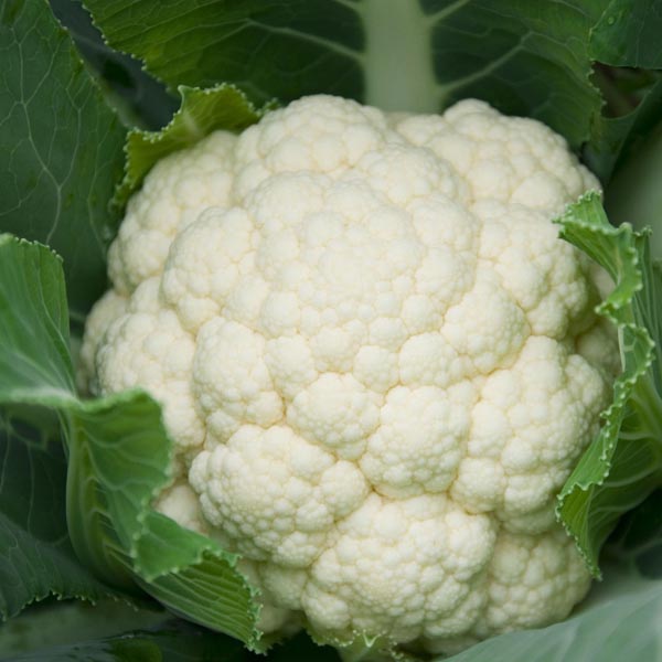 Cauliflower 'SelfBlanching' (Brassica oleracea) My Garden Life