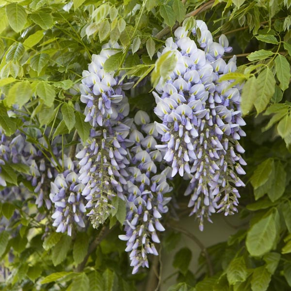 Kentucky Wisteria (Wisteria macrostachya) My Garden Life
